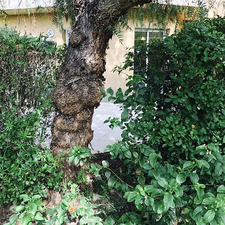 Lägenhet T2 De Charme Dans Calme Serra-di-Ferro (Corsica)